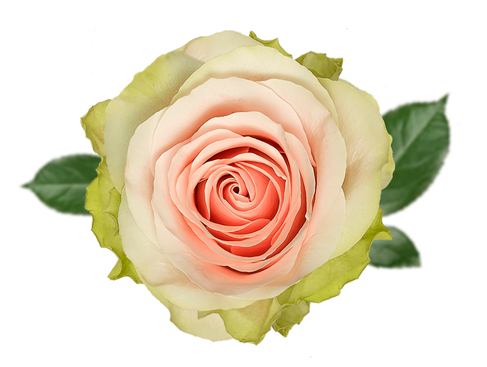 <h4>R GR FRUTTETO Naranjo</h4>