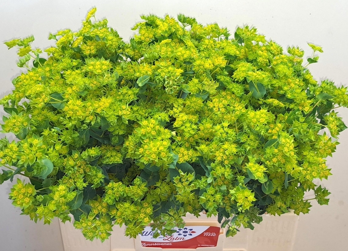 <h4>BUPLEURUM ROTUNDIFOL</h4>