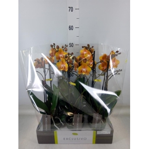 Phalaenopsis multi. 'Ant Las Vegas'