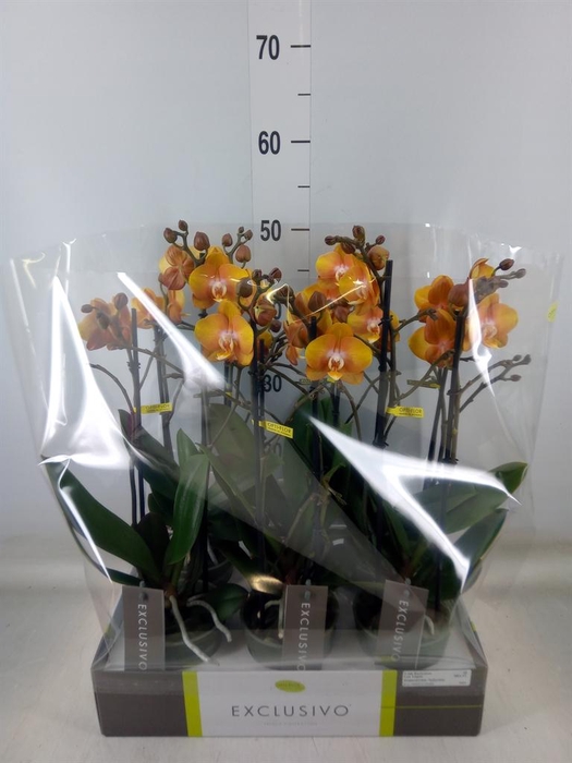 <h4>Phalaenopsis multi. 'Ant Las Vegas'</h4>