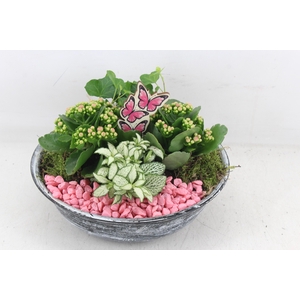 arr2 PL - Zink antiek schaal - roze