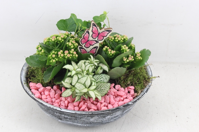 <h4>arr2 PL - Zink antiek schaal - roze</h4>