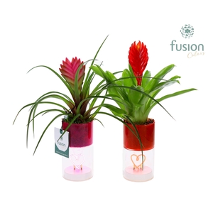 LED hartlicht planter met Bromelia