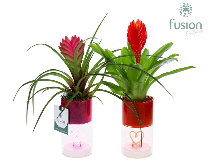 <h4>LED hartlicht planter met Bromelia</h4>
