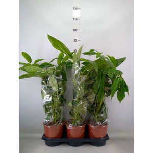 Schefflera actin. 'Amate'