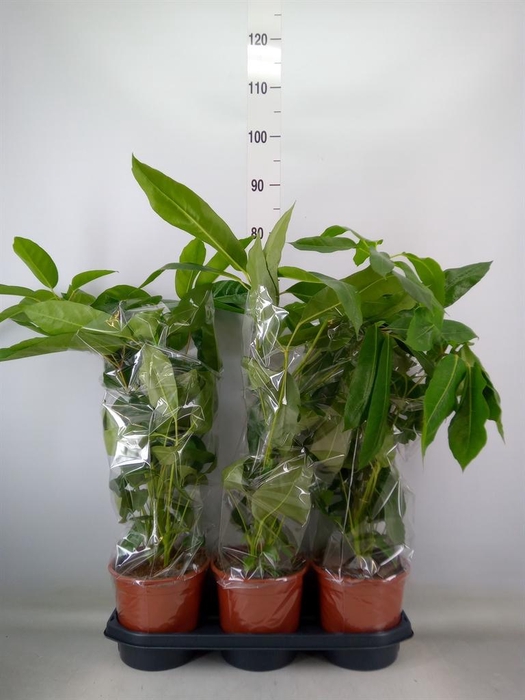 <h4>Schefflera actin. 'Amate'</h4>