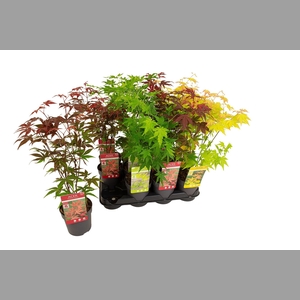 ACER PALMATUM