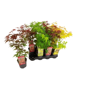 ACER PALMATUM