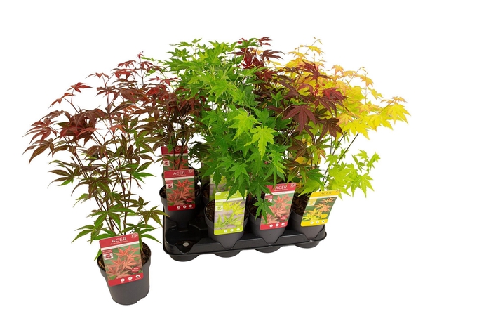 <h4>ACER PALMATUM</h4>