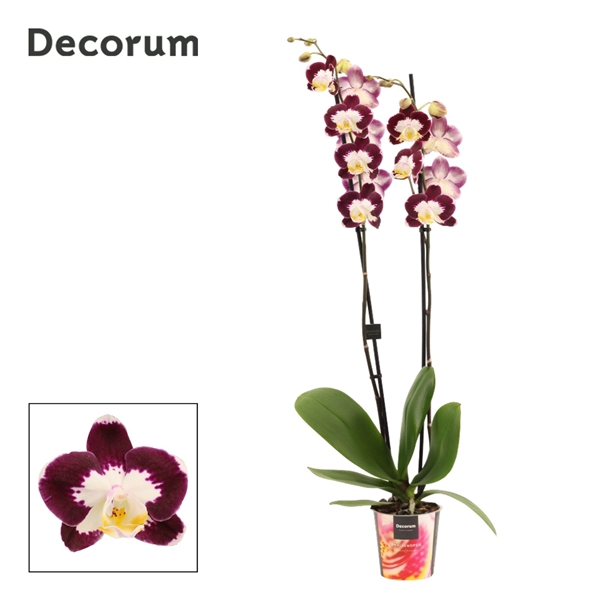 <h4>Phalaenopsis 2 tak Scarlett Whisper (Decorum)</h4>