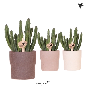 Kolibri Greens Stapelia Leendertziae in Rustic pot sand mix