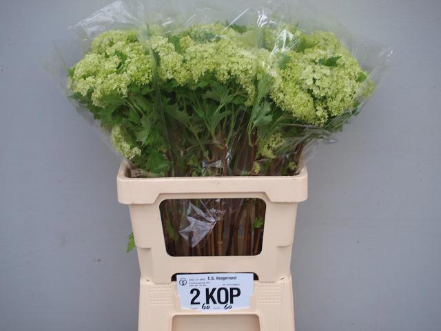 <h4>VIBURNUM ROSEUM ST</h4>