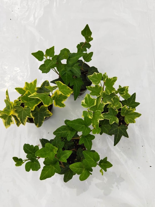 <h4>HEDERA HELIX P6</h4>