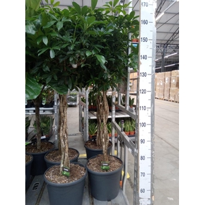 Schefflera arbor. 'Compacta'