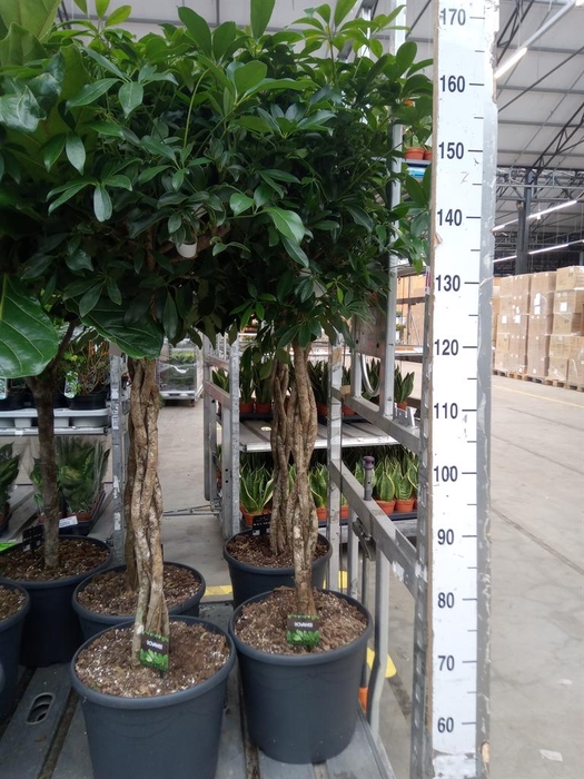 <h4>Schefflera arbor. 'Compacta'</h4>