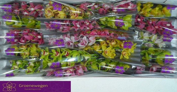 <h4>CYMB MI GEM</h4>