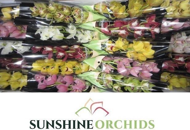 <h4>CYMB MI GEM</h4>