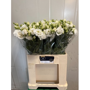 EUS G ALISSA PUR WHI