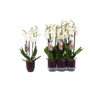 Phalaenopsis White, 4-spike Purple Ceramics