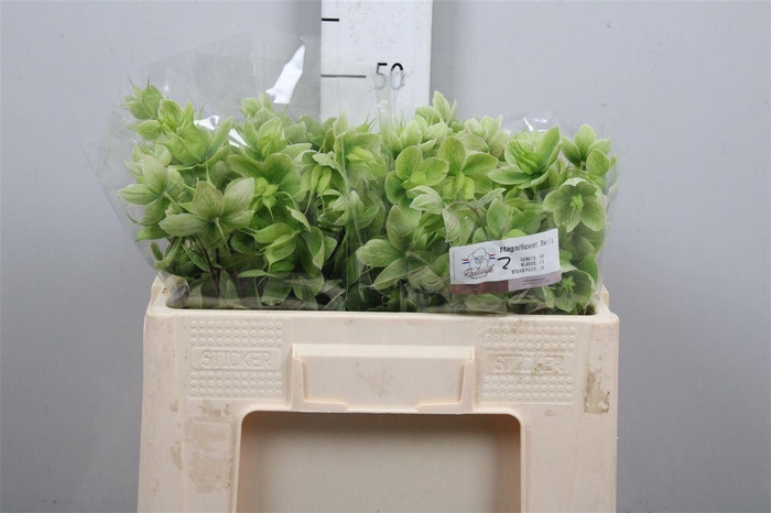 <h4>Hell Magnific Bells</h4>