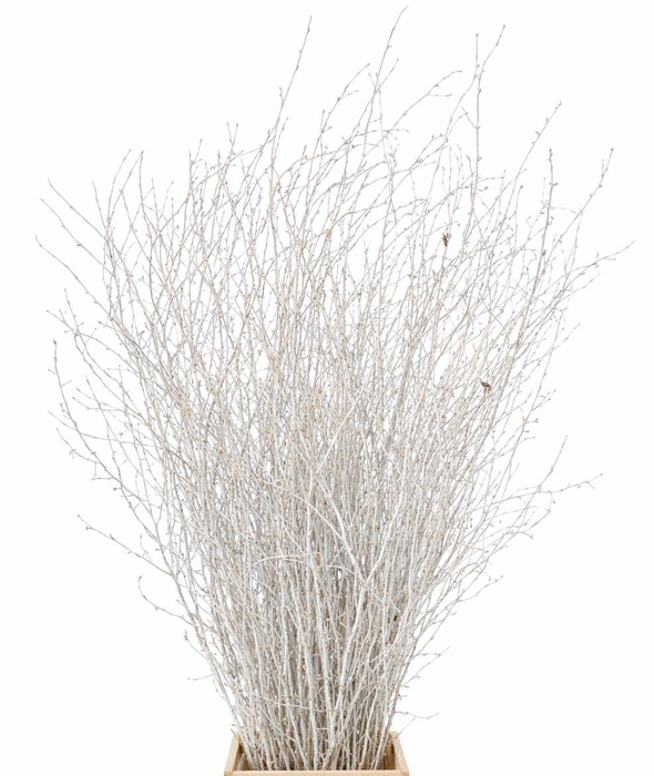 <h4>Berk 70cm Zilver Pbs</h4>