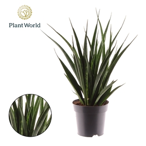 Sansevieria kirkii Friends