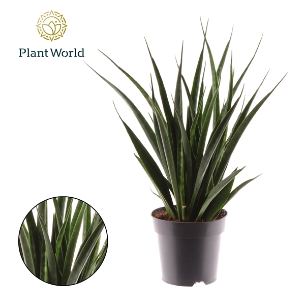 <h4>Sansevieria kirkii Friends</h4>
