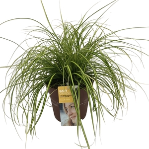 Carex oshimensis Eversheen