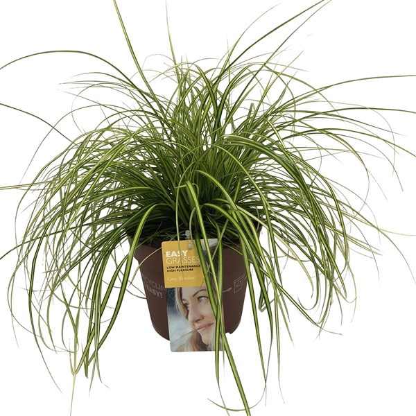 <h4>Carex oshimensis Eversheen</h4>