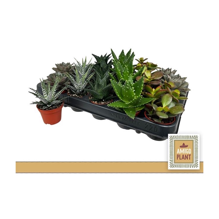 <h4>Succulent mix 6 varieties 6Ø 8cm</h4>