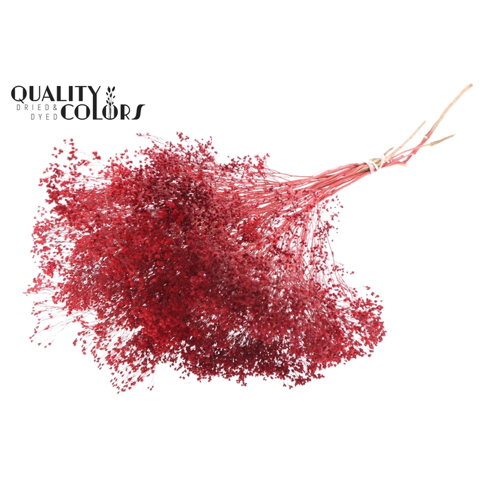 <h4>Broom Bloom p/bunch in poly Red</h4>