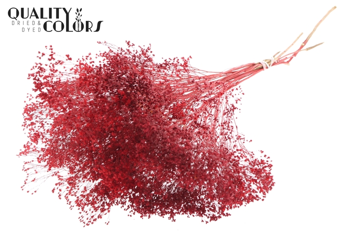 Broom Bloom p/bunch in poly Red