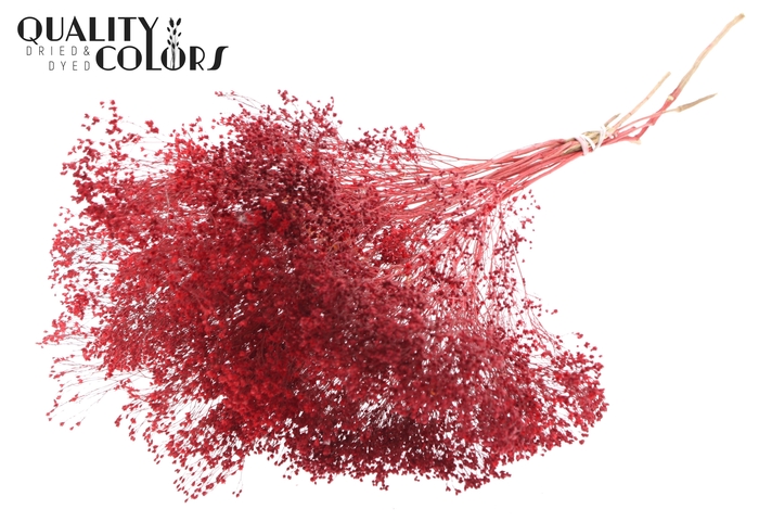 <h4>Broom Bloom p/bunch in poly Red</h4>