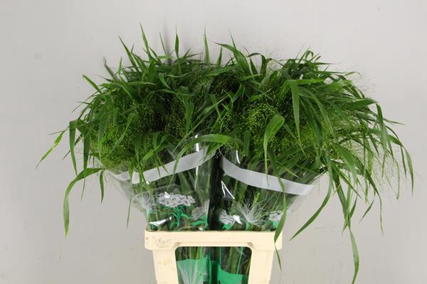 <h4>Gras Panicum Fountain</h4>