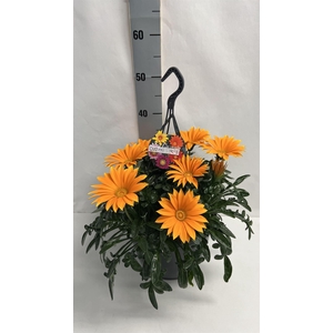 Gazania splen. 'Giant Deep Orange'