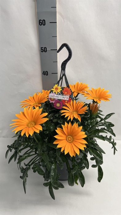 <h4>Gazania splen. 'Giant Deep Orange'</h4>