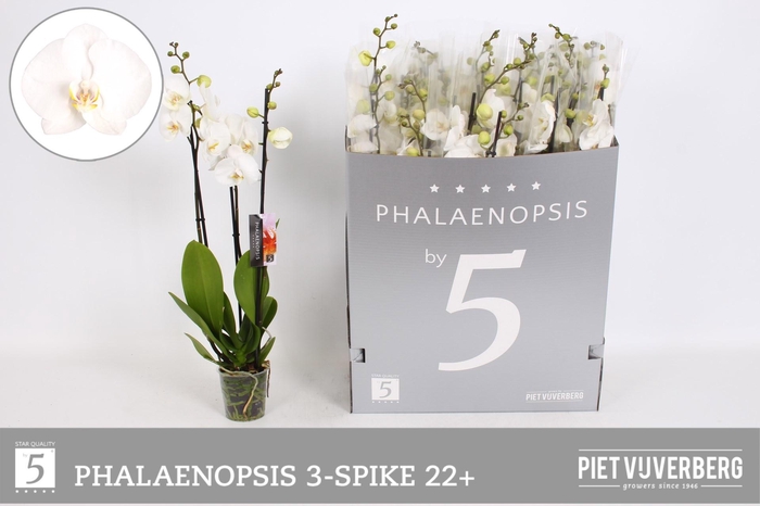 <h4>PHAL OV WIT</h4>