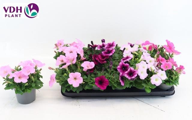 <h4>PET FOR GEM</h4>