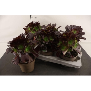 Aeonium 14 Cm. P. Arboreum