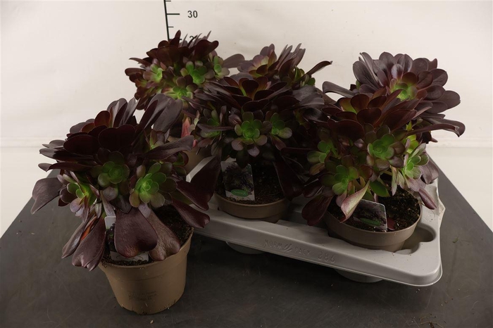<h4>Aeonium 14 Cm. P. Arboreum</h4>