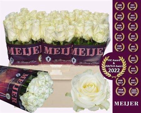 <h4>R Gr Avalanche+</h4>