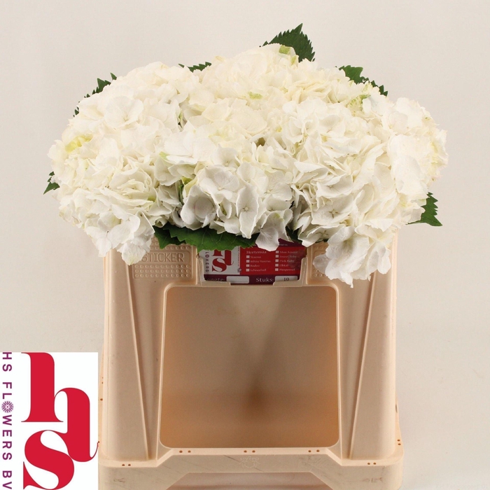 <h4>HYDRANGEA  'WHITE VERENA'</h4>