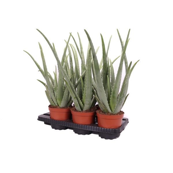 <h4>Aloe vera 17 cm</h4>