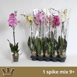 PHAL GEM 7 KL