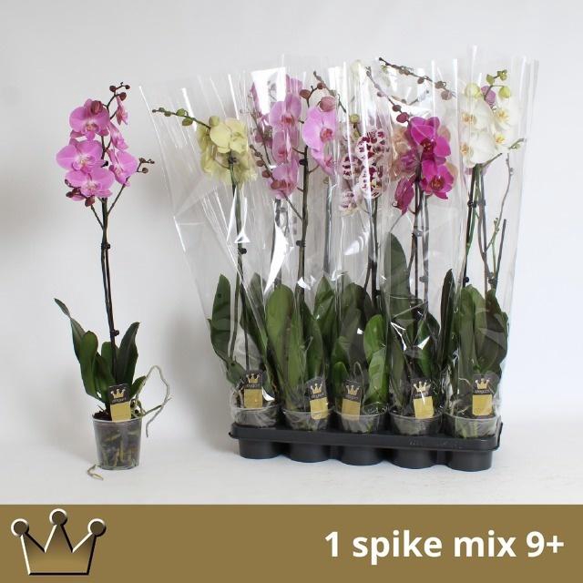 <h4>PHAL GEM 7 KL</h4>