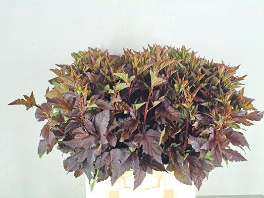 Physocarpusblad D.rood