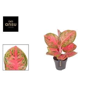 Aglaonema Red Balloon