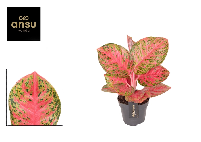<h4>Aglaonema Red Balloon</h4>