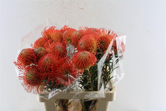 <h4>Leuco Co Succession</h4>