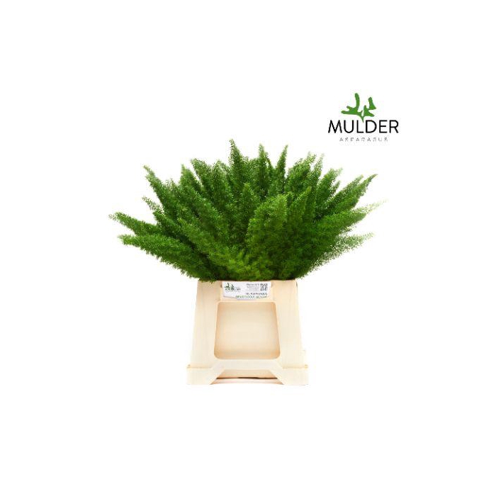 <h4>ASP DENS MYERS</h4>